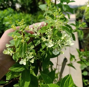 Гортензия метельчатая Коттон Крим (Cotton Cream)