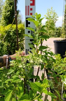 Гортензия метельчатая Коттон Крим (Cotton Cream)