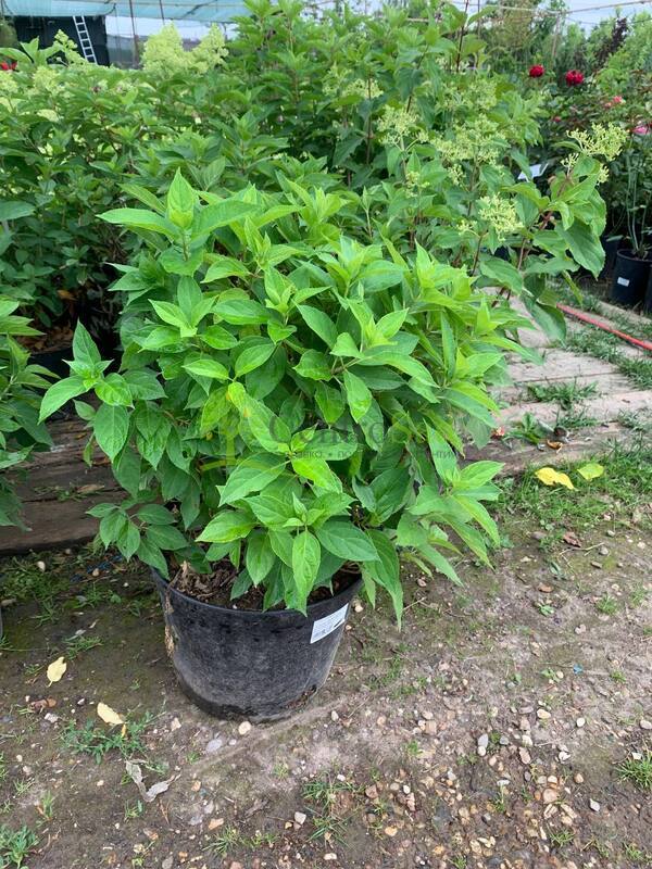 Гортензия метельчатая Литтл Спуки (Little Spooky)