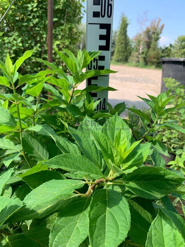 Гортензия метельчатая Литтл Спуки (Little Spooky)