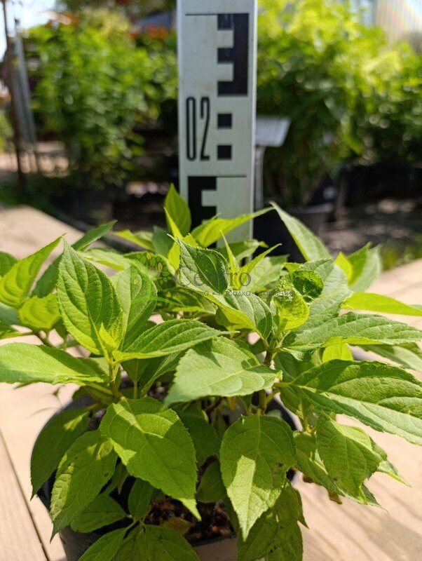 Гортензия метельчатая Литтл Спуки (Little Spooky)