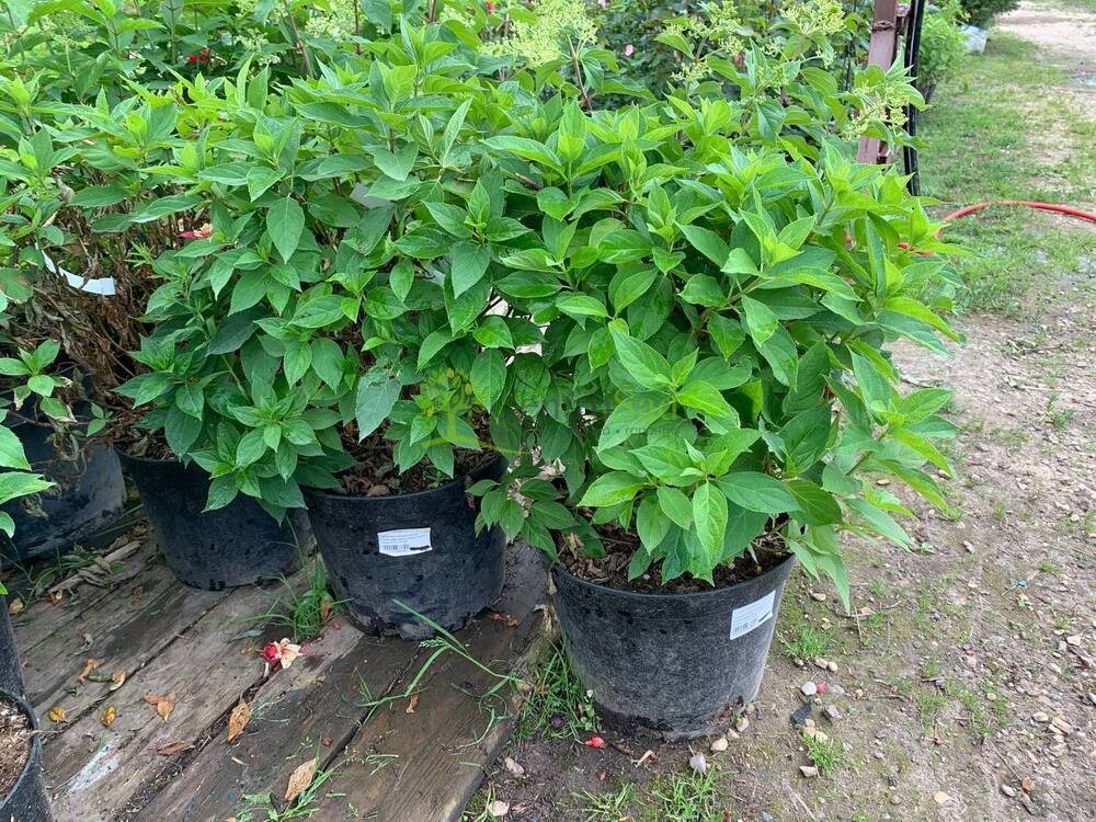 Гортензия метельчатая Литтл Спуки (Little Spooky)