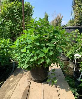 Гортензия метельчатая Литтл Спуки (Little Spooky)