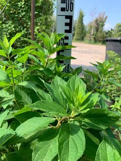 Гортензия метельчатая Литтл Спуки (Little Spooky)