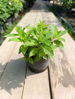 Гортензия метельчатая Литтл Спуки (Little Spooky)