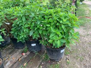 Гортензия метельчатая Литтл Спуки (Little Spooky)