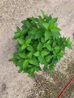 Гортензия метельчатая Литтл Спуки (Little Spooky)