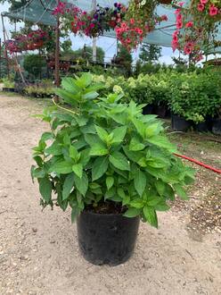 Гортензия метельчатая Литтл Спуки (Little Spooky)