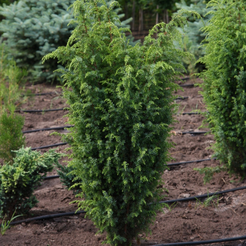 Можжевельник обыкновенный Суецика (Suecica)