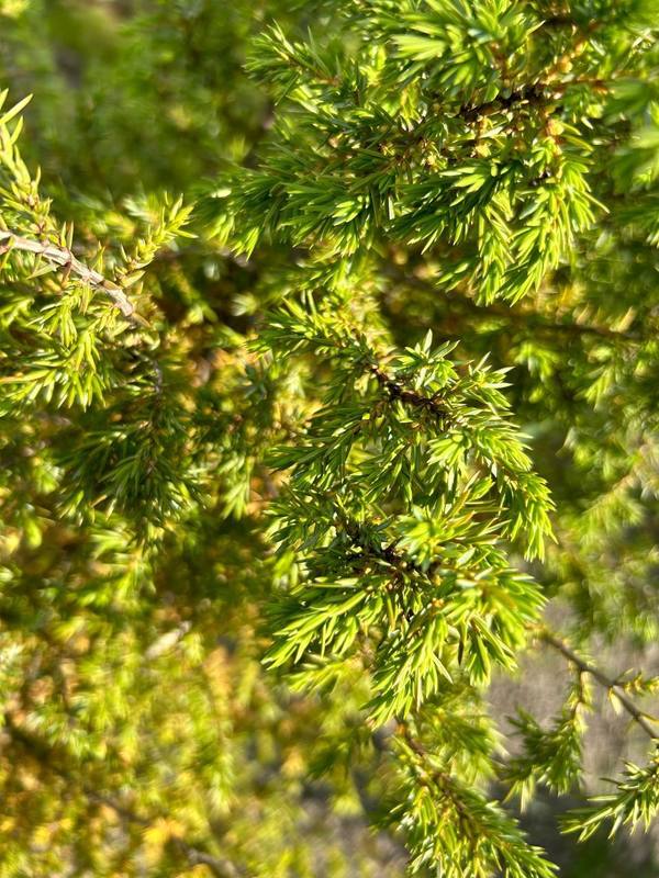 Можжевельник обыкновенный Суецика (Suecica)