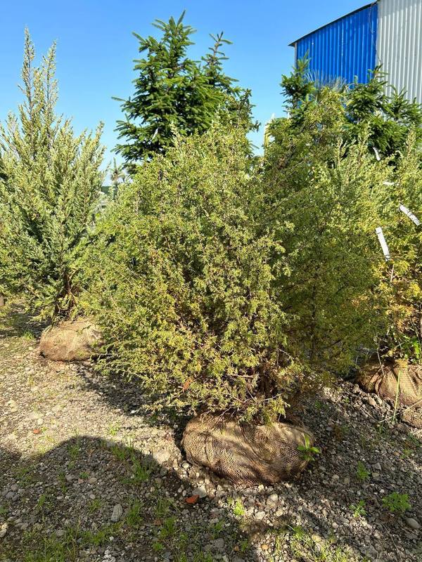 Можжевельник обыкновенный Суецика (Suecica)