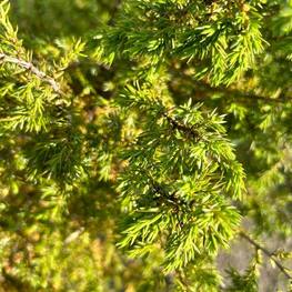 Можжевельник обыкновенный Суецика (Suecica)