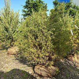 Можжевельник обыкновенный Суецика (Suecica)