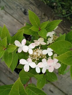 Гортензия метельчатая Полестар (Polestar)