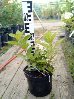 Гортензия метельчатая Полестар (Polestar)