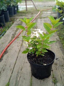Гортензия метельчатая Полестар (Polestar)
