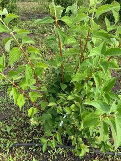 Чубушник Лемуана Очарование (Enchantment)