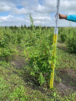 Чубушник Лемуана Очарование (Enchantment)