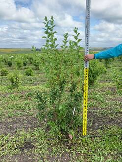 Чубушник Эльбрус (Elbrus)