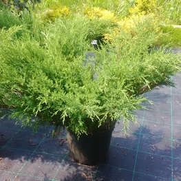 Можжевельник казацкий Аркадия (Arcadia)