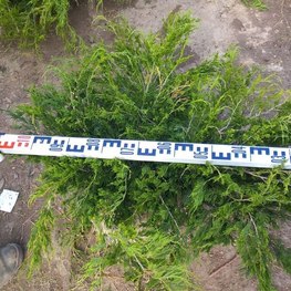 Можжевельник казацкий Аркадия (Arcadia)