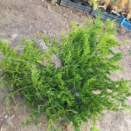 Можжевельник казацкий Аркадия (Arcadia)