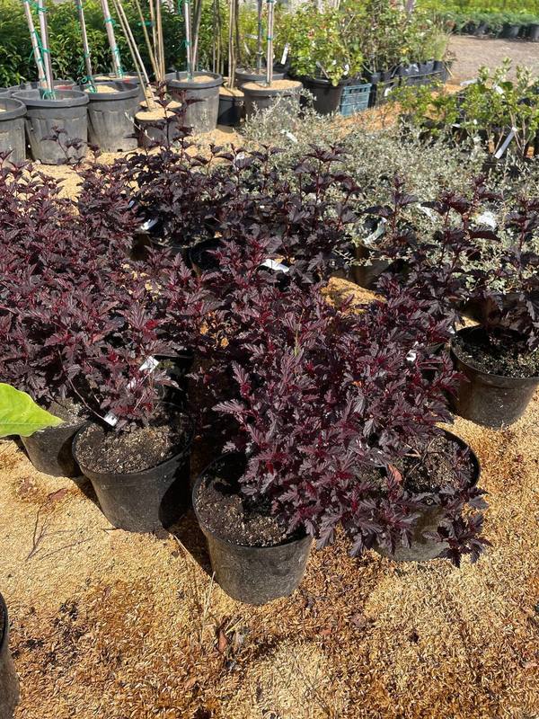 Пузыреплодник калинолистный Олл Блэк (ALL Black)