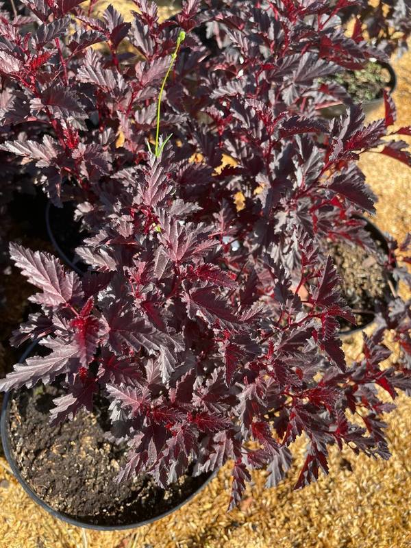 Пузыреплодник калинолистный Олл Блэк (ALL Black)