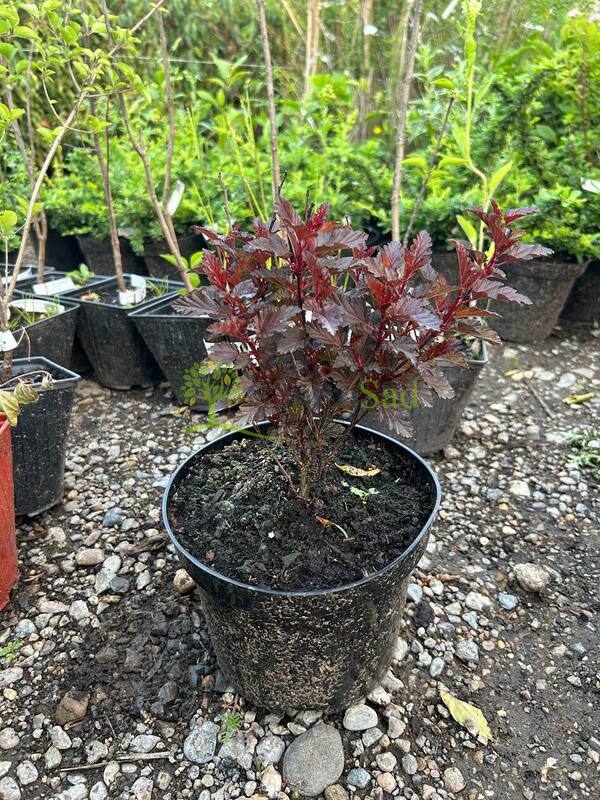 Пузыреплодник калинолистный Олл Блэк (ALL Black)