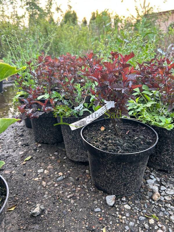 Пузыреплодник калинолистный Олл Блэк (ALL Black)