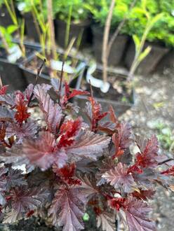 Пузыреплодник калинолистный Олл Блэк (ALL Black)