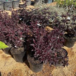 Пузыреплодник калинолистный Олл Блэк (ALL Black)