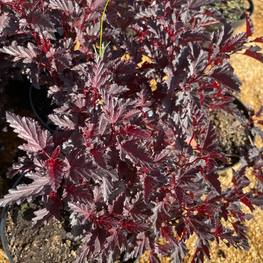 Пузыреплодник калинолистный Олл Блэк (ALL Black)