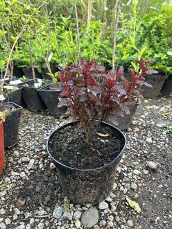 Пузыреплодник калинолистный Олл Блэк (ALL Black)