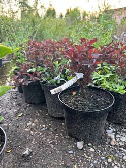 Пузыреплодник калинолистный Олл Блэк (ALL Black)