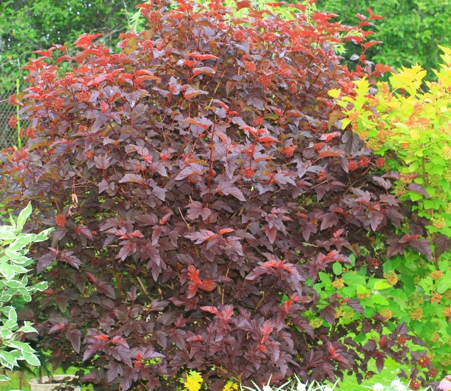 Пузыреплодник калинолистный Файрсайд (Fireside)