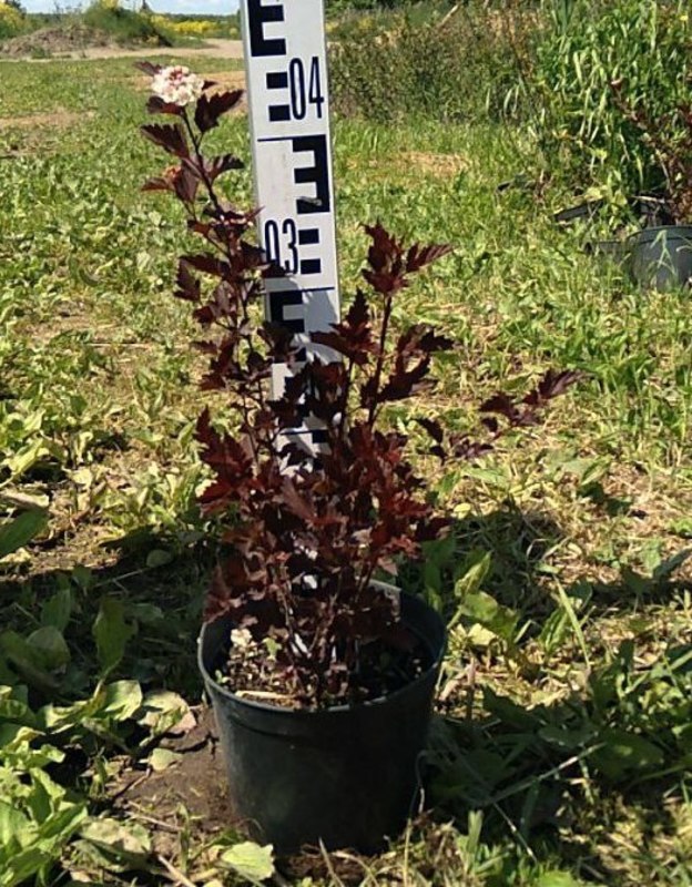 Пузыреплодник калинолистный Файрсайд (Fireside)