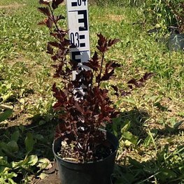 Пузыреплодник калинолистный Файрсайд (Fireside)