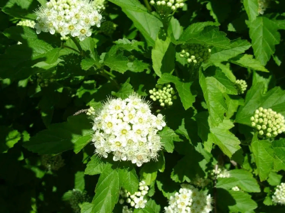 Пузыреплодник калинолистный Литтл Грени (Little Greeny)