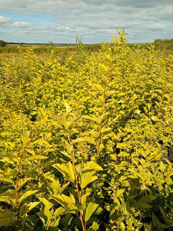 Пузыреплодник калинолистный Литтл Грени (Little Greeny)