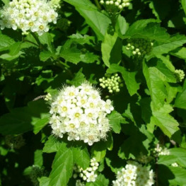 Пузыреплодник калинолистный Литтл Грени (Little Greeny)