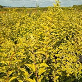 Пузыреплодник калинолистный Литтл Грени (Little Greeny)