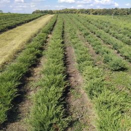 Можжевельник казацкий Мас (Mas)