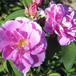 Роза канадская Тереза Банье (Therese Bugnet)