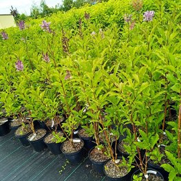 Сирень Престон "Роялти"