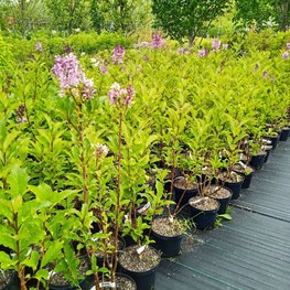 Сирень Престон "Роялти"