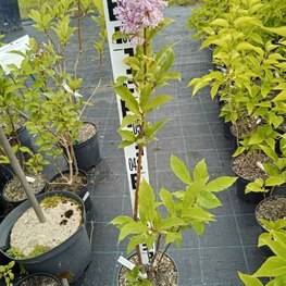 Сирень Престон "Роялти"