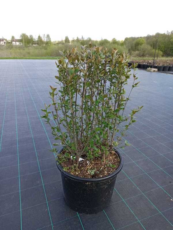 Кизильник блестящий Люцедус (Lucidus)