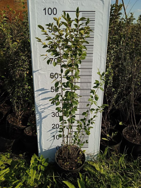 Кизильник блестящий Люцедус (Lucidus)