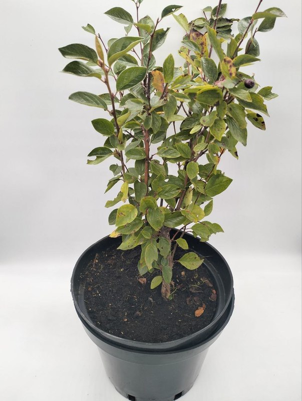 Кизильник блестящий Люцедус (Lucidus)